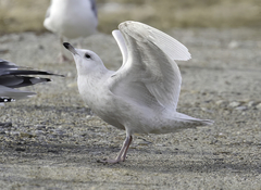 Larus glaucoides