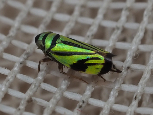 Stirellus bicolor photographed in Belize