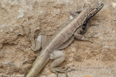 Microlophus peruvianus