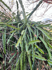 Selenicereus guatemalensis, photograph author not stated, no rights reserved