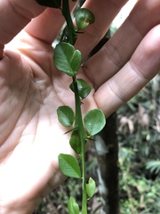 Citrus australasica