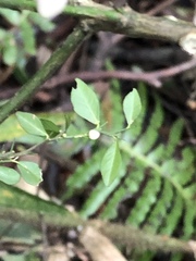 Citrus australasica