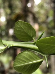 Citrus australasica