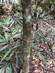 Citrus australasica