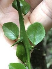 Citrus australasica
