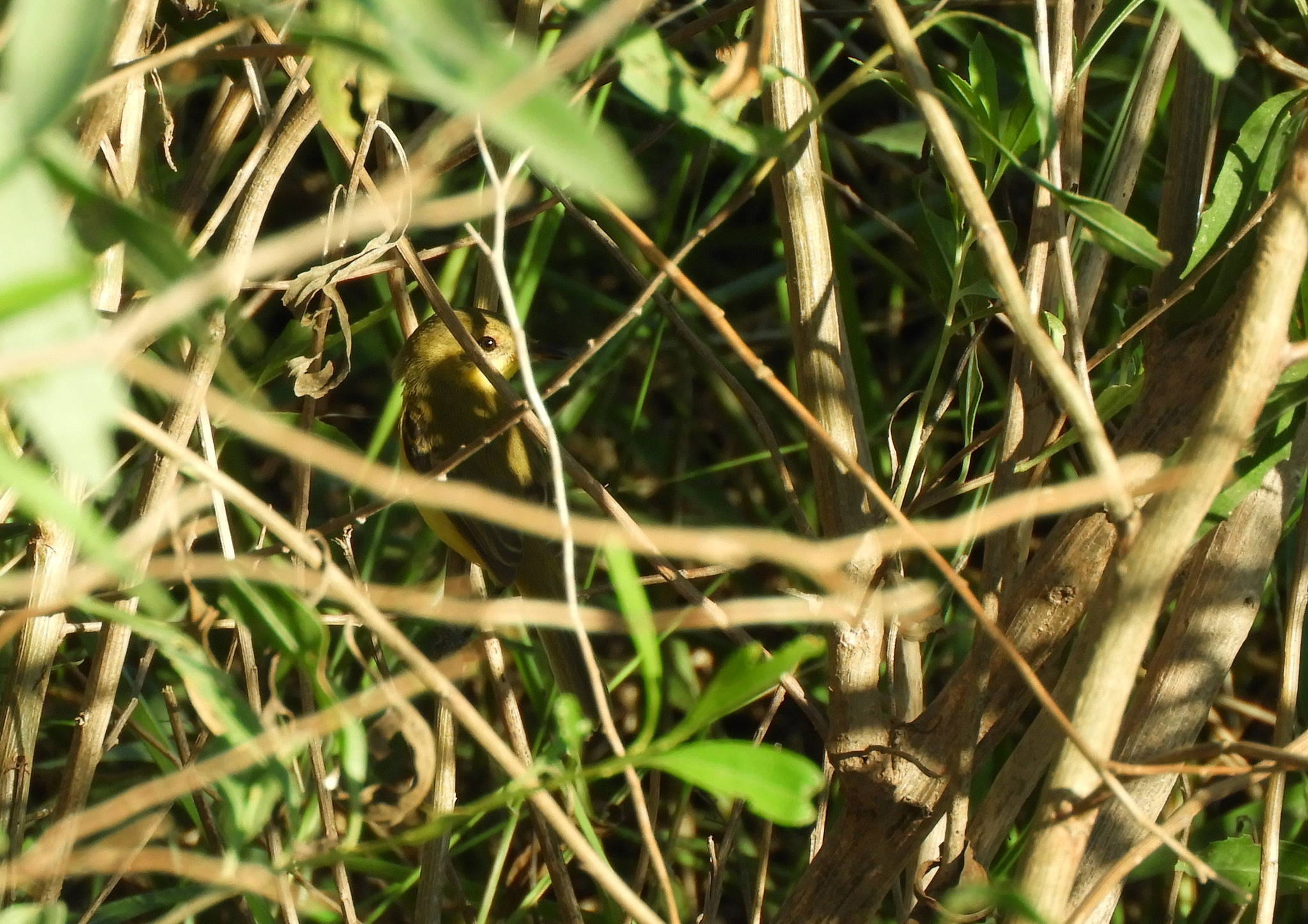 Subtropical Doradito (Pseudocolopteryx acutipennis), photo 10