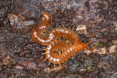 Geophilus carpophagus