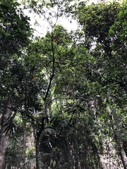 Citrus australasica