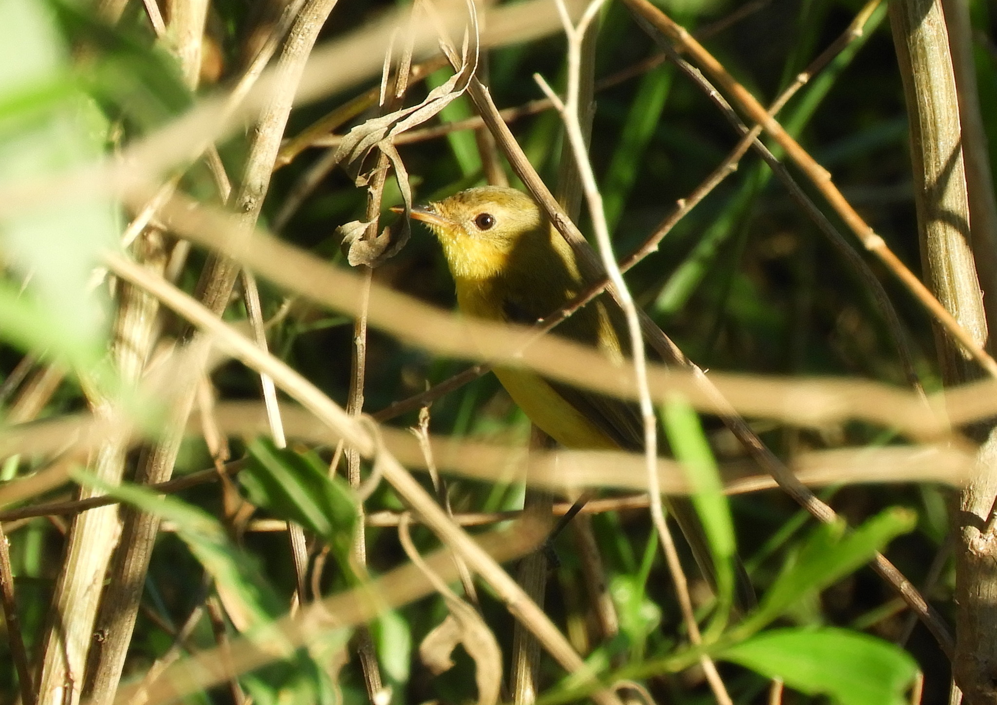 Subtropical Doradito (Pseudocolopteryx acutipennis), photo 9