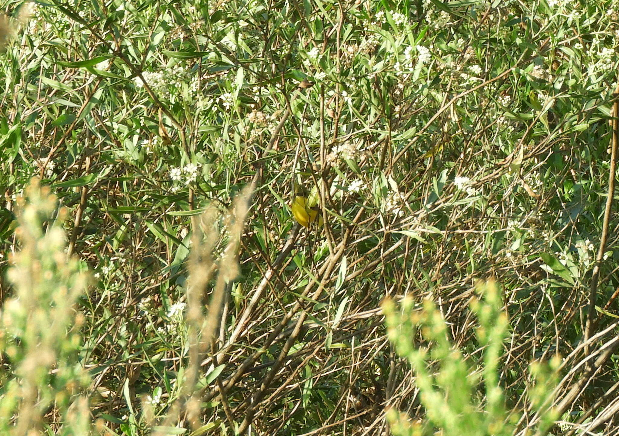 Subtropical Doradito (Pseudocolopteryx acutipennis), photo 8