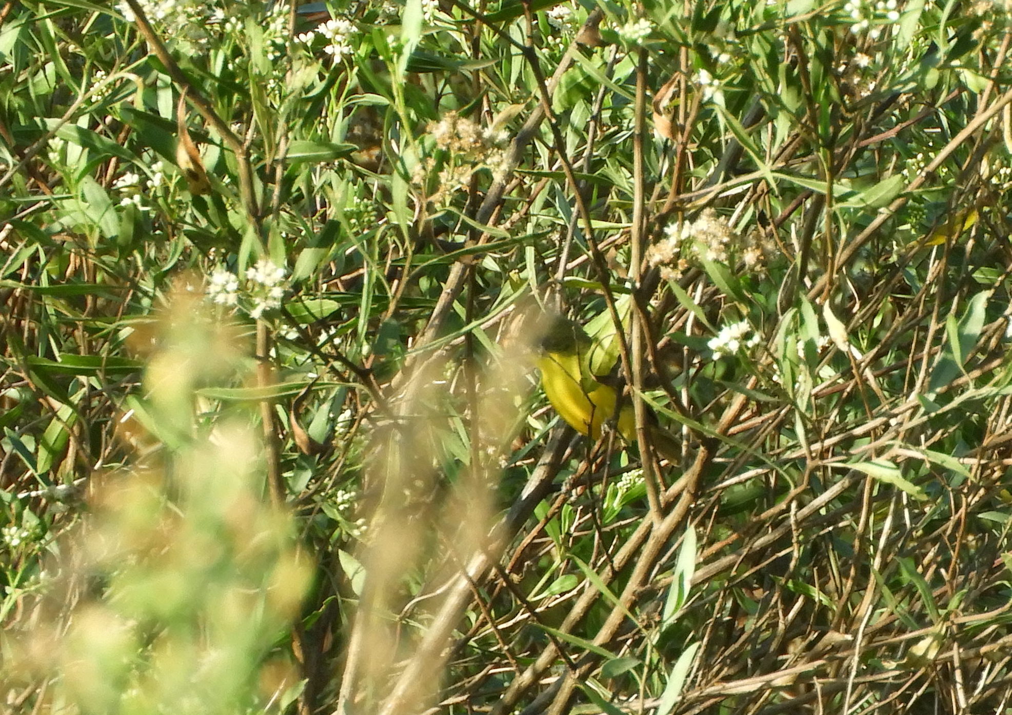 Subtropical Doradito (Pseudocolopteryx acutipennis), photo 7