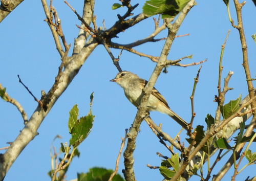 Straneck's Tyrannulet (Serpophaga griseicapilla)