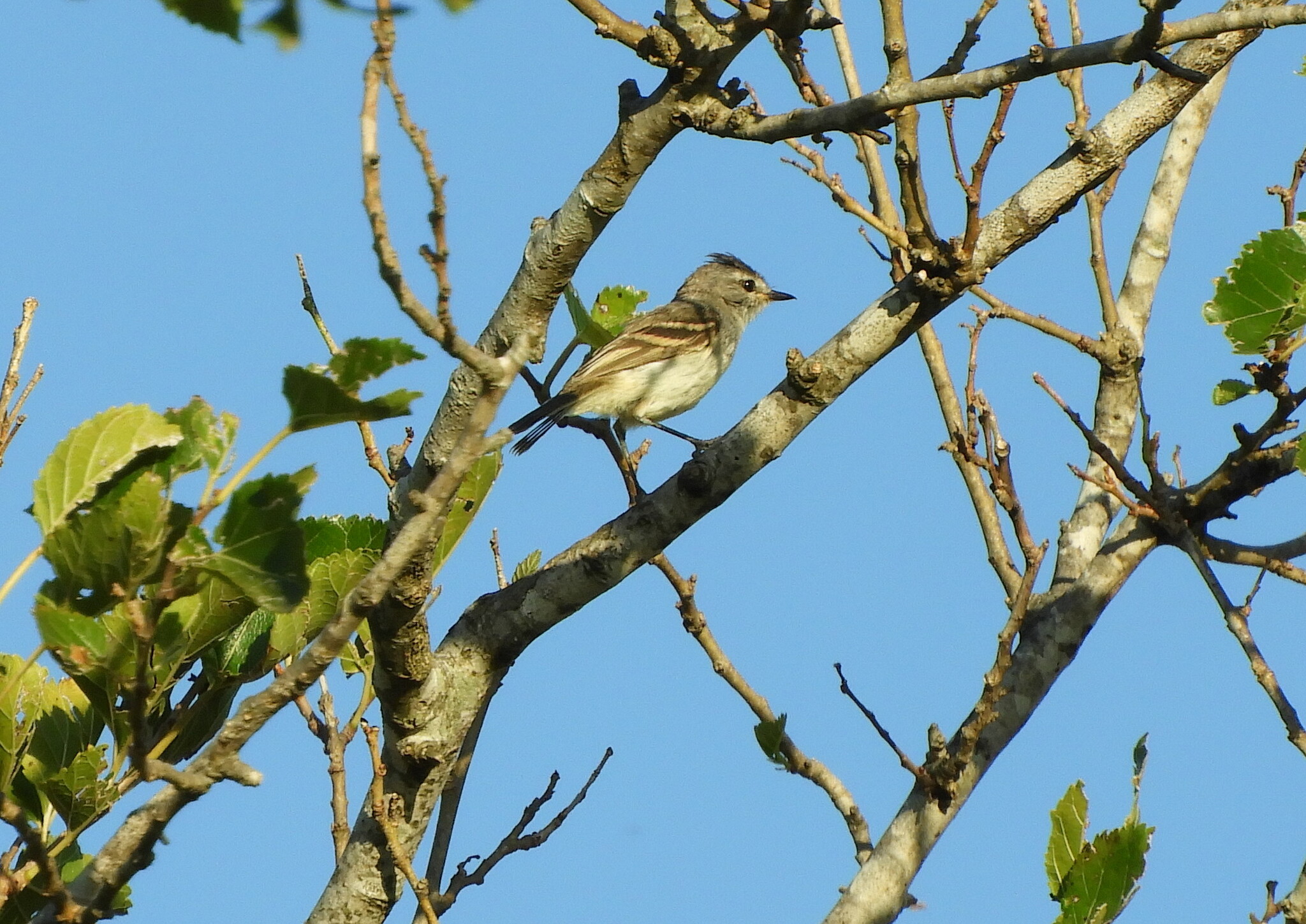 Straneck's Tyrannulet (Serpophaga griseicapilla), photo 6