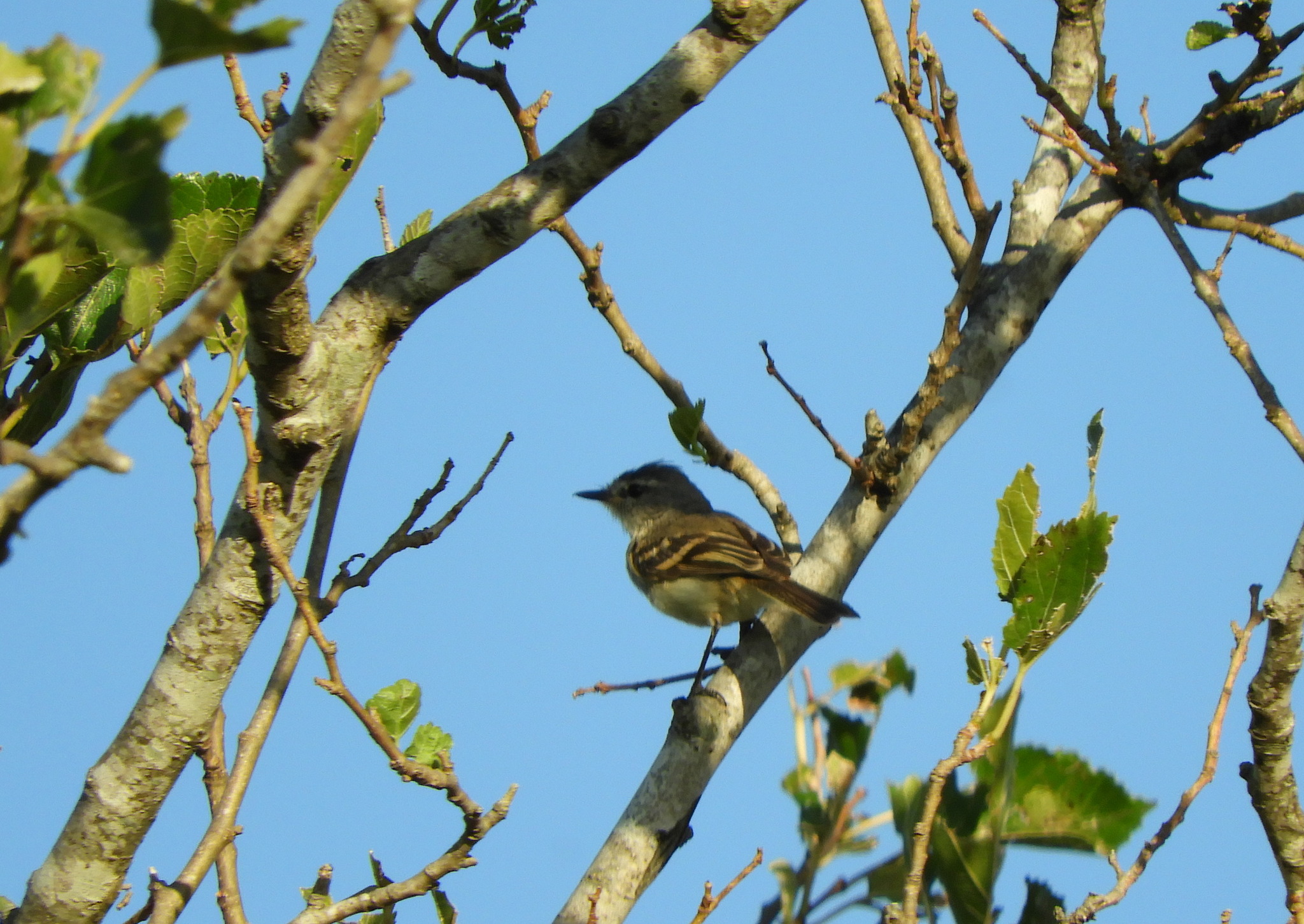Straneck's Tyrannulet (Serpophaga griseicapilla), photo 2