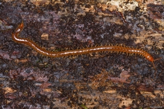 Geophilus carpophagus