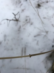 Leymus innovatus