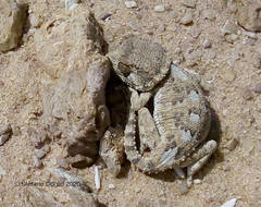 Tarentola chazaliae