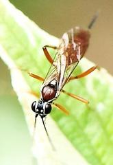 Ischnus inquisitorius