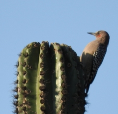 Melanerpes hypopolius