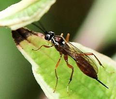 Ischnus inquisitorius