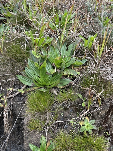 Tall Coastal Plantain (Plantago subnuda)