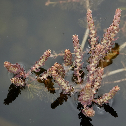 Red Water Milfoil (Myriophyllum verrucosum)