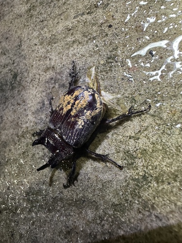 Coelosis bicornis