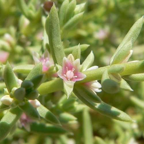 boraxweed (Nitrophila occidentalis)