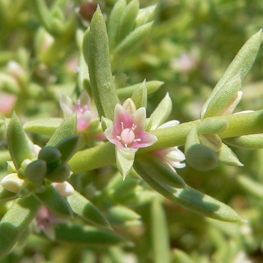 Nitrophila occidentalis