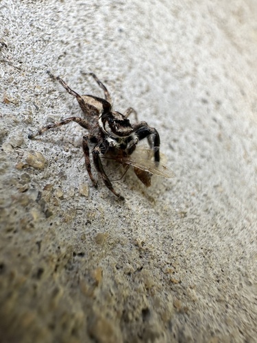 Gray Wall Jumping Spider