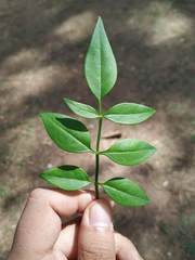 Chrysojasminum humile