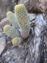Coryphantha erecta