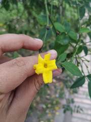 Chrysojasminum humile