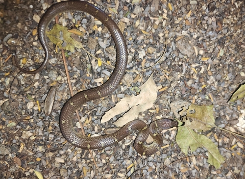 Russell's Wolf Snake