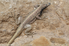 Microlophus peruvianus
