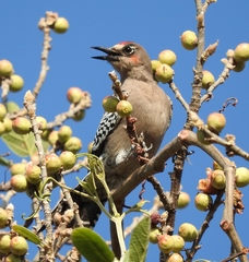 Melanerpes hypopolius