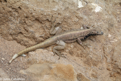 Microlophus peruvianus