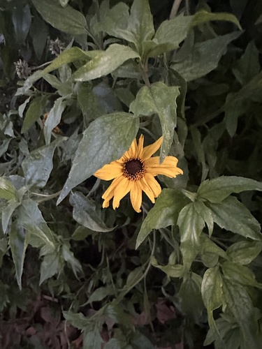 iNaturalist observation photo of California brittlebush