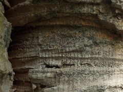 Opegrapha