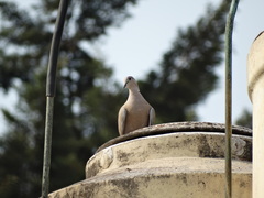 Streptopelia decaocto