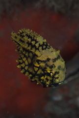 マツカサウオ