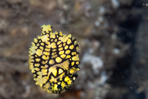 Dick bride-groom fish (Monocentris japonica) — Monocentridae — 5
