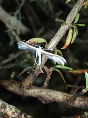 Pterophorus monospilalis