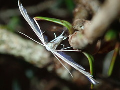 Pterophorus monospilalis