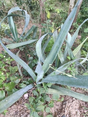 Agave tequilana