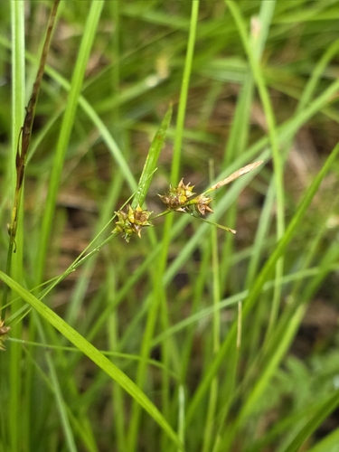 Carex demissa, photograph 2
