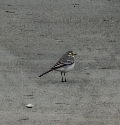 White Wagtail