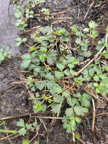 English cinquefoil