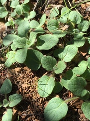 Scutellaria tuberosa