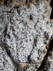 Lecanographa lyncea